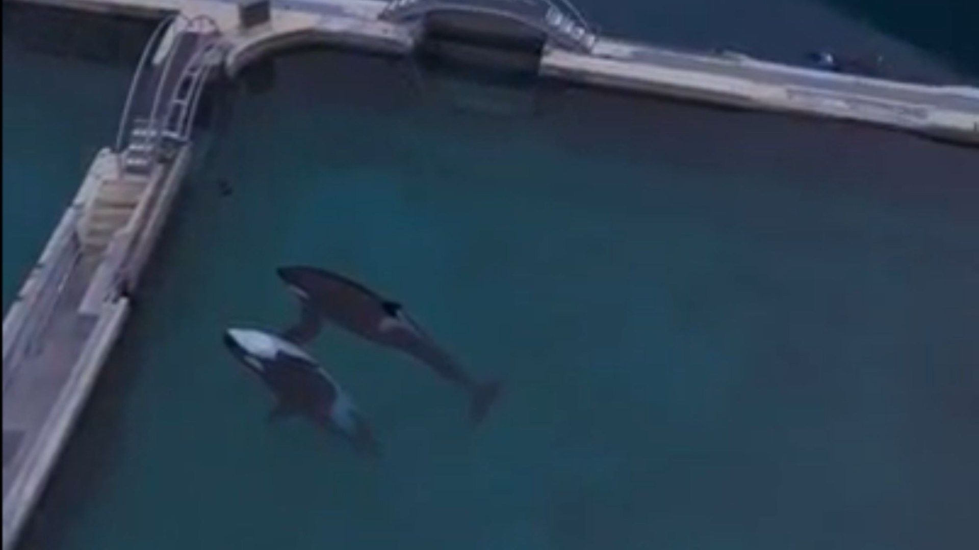 Momen tragis dua orca tampak mati di taman laut yang ditinggalkan